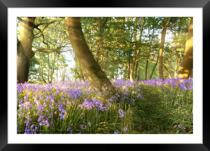 Path through bluebell woods in springtime Framed Mounted Print by Simon Bratt LRPS