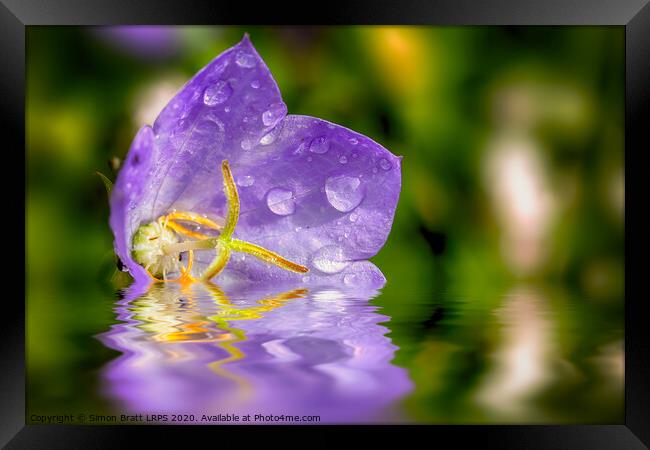 Campanula purple flower in water Framed Print by Simon Bratt LRPS