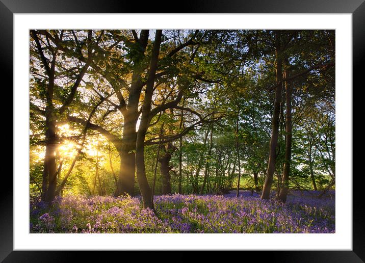 Sunrise in bluebell woods in Norfolk UK Framed Mounted Print by Simon Bratt LRPS