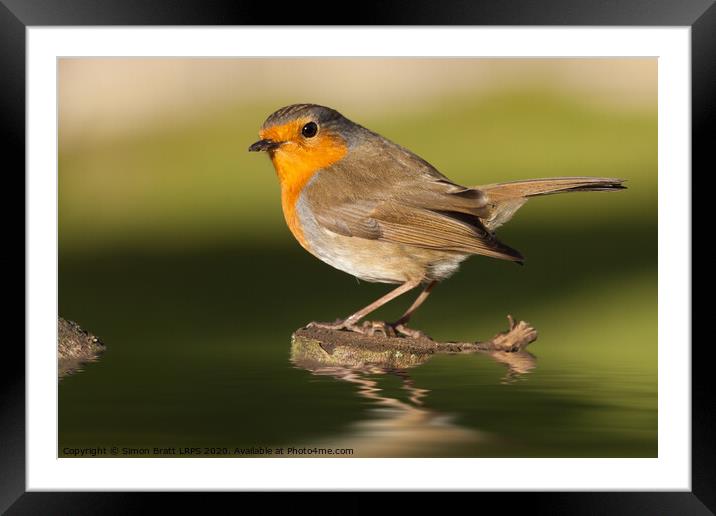 British robin redbreast close up on water Framed Mounted Print by Simon Bratt LRPS