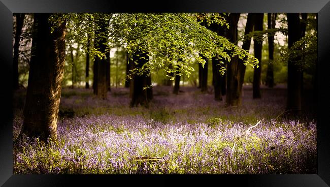 Bluebells in the wood with sunlight  Framed Print by Simon Bratt LRPS