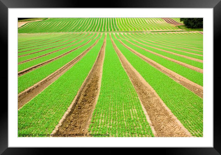 Farmland furrows with green vegetables growing in perspective Framed Mounted Print by Simon Bratt LRPS