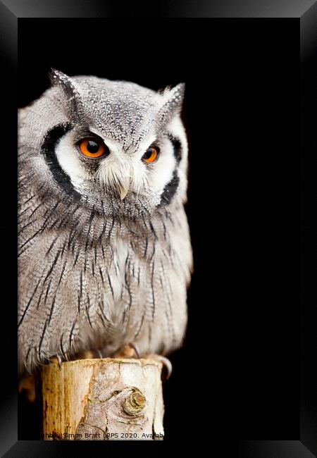 Owl on a post Framed Print by Simon Bratt LRPS