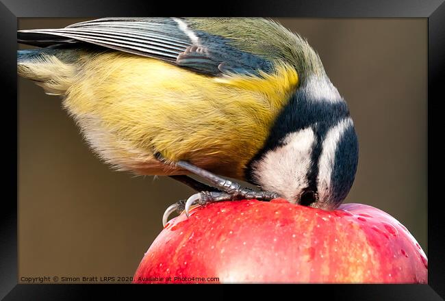 Detailed close up blue tit with beak inside a red apple Framed Print by Simon Bratt LRPS