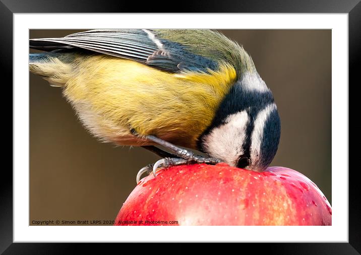 Detailed close up blue tit with beak inside a red apple Framed Mounted Print by Simon Bratt LRPS