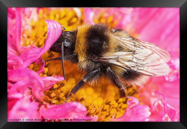 White tailed bumblebee macro sat on a pink Aster Framed Print by Simon Bratt LRPS