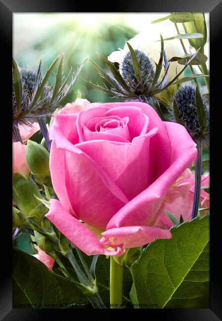 English pink rose close up in flower garden  Framed Print by Simon Bratt LRPS
