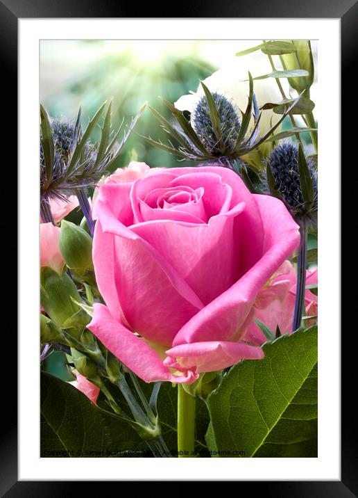 English pink rose close up in flower garden  Framed Mounted Print by Simon Bratt LRPS