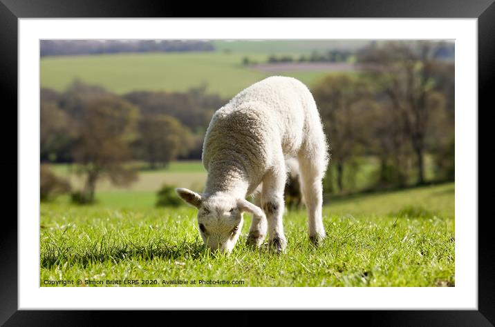 Single lamb eating grass Framed Mounted Print by Simon Bratt LRPS