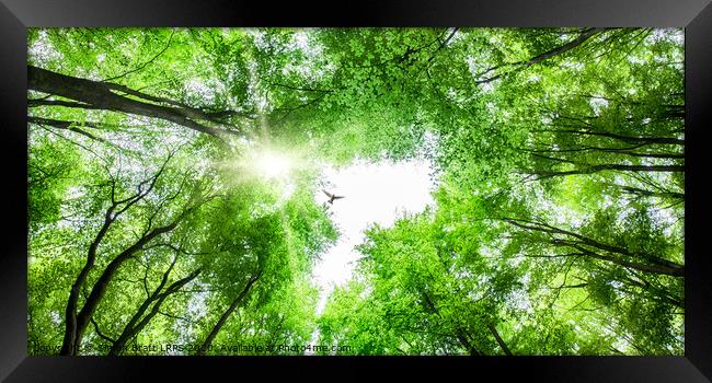 View through tree canopy with bird soaring Framed Print by Simon Bratt LRPS