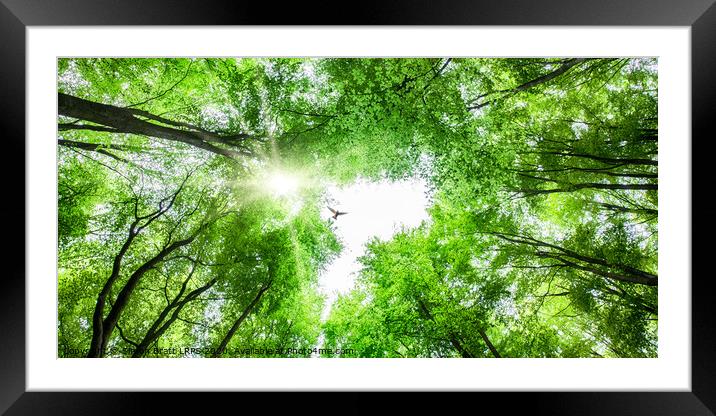 View through tree canopy with bird soaring Framed Mounted Print by Simon Bratt LRPS
