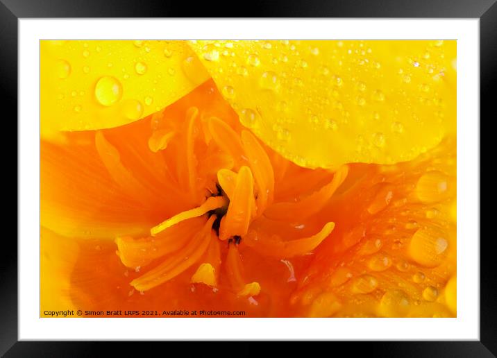 Orange poppy close up with water Framed Mounted Print by Simon Bratt LRPS