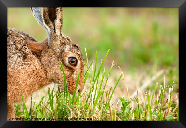 Wild hare in amazing close up detail Framed Print by Simon Bratt LRPS