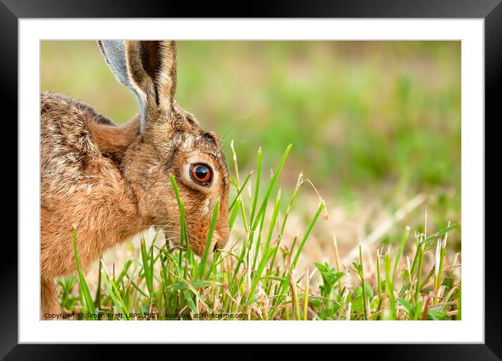 Wild hare in amazing close up detail Framed Mounted Print by Simon Bratt LRPS