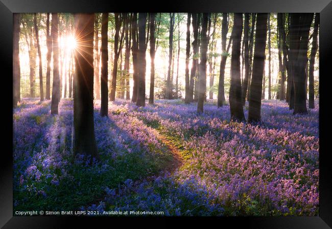 Bluebell woods path sunrise in Norfolk England Framed Print by Simon Bratt LRPS