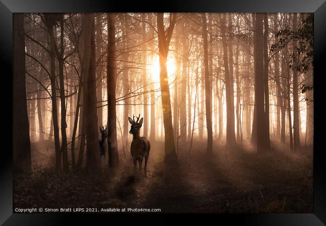 Deer in woods at sunrise in Norfolk England Framed Print by Simon Bratt LRPS