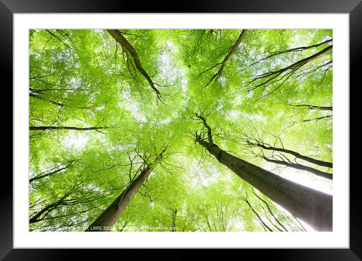 Spring tree canopy leaves from below Framed Mounted Print by Simon Bratt LRPS