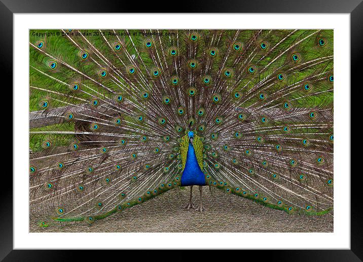  Colourful Peacock Framed Mounted Print by Ernie Jordan