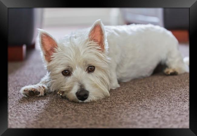 `LILY` the West Highland White Terrier Framed Print by Ernie Jordan