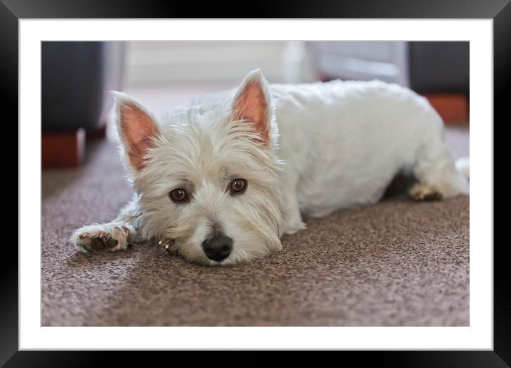 `LILY` the West Highland White Terrier Framed Mounted Print by Ernie Jordan