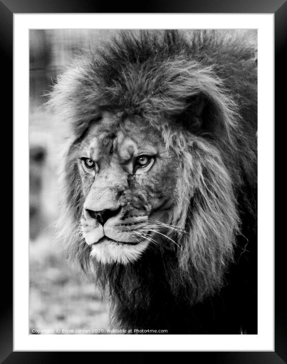 Male Lion Framed Mounted Print by Ernie Jordan