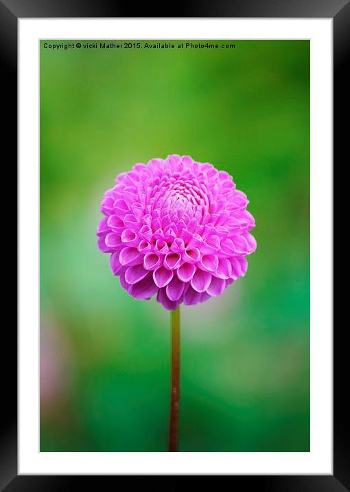  Pretty in Pink Framed Mounted Print by vicki Mather