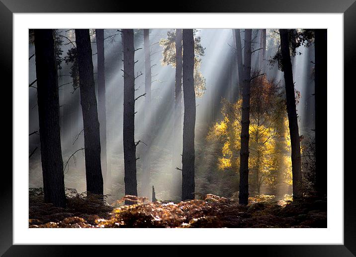  caught in the light Framed Mounted Print by steven stain