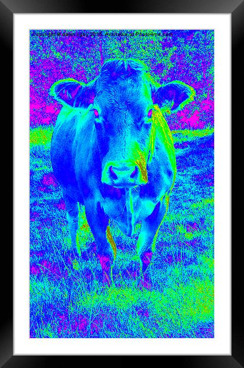  Blue Cow Framed Mounted Print by Dawn Rigby