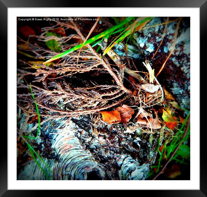  Birch Bark and Leaves. Framed Mounted Print by Dawn Rigby