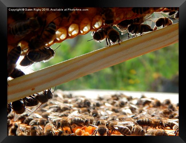 Honey bees at work. Framed Print by Dawn Rigby