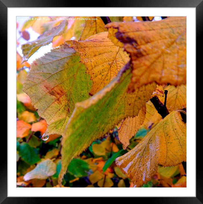  Dew drops on Autumn leaves. Framed Mounted Print by Dawn Rigby