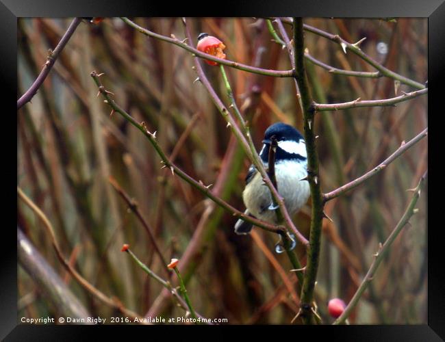 The great tit (Parus major) Framed Print by Dawn Rigby