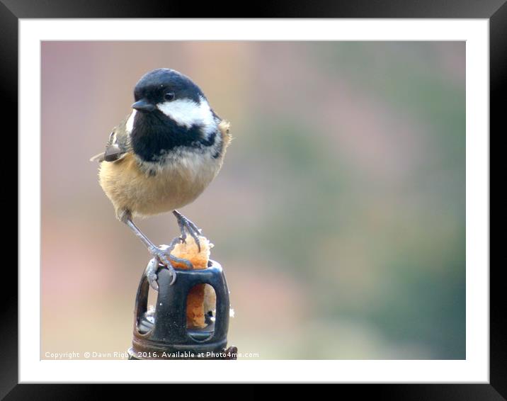The Great Tit (Parus major) feeding Framed Mounted Print by Dawn Rigby