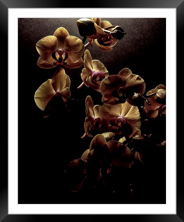  Orchids Framed Mounted Print by Ashley Cottle