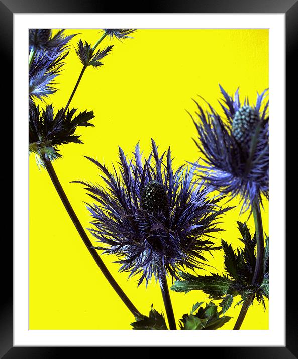  Blue thistles on Yellow Framed Mounted Print by Ashley Cottle