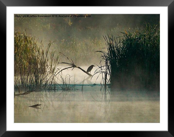  Green Heron in the early morning mist Framed Mounted Print by Jeffrey Greenwood