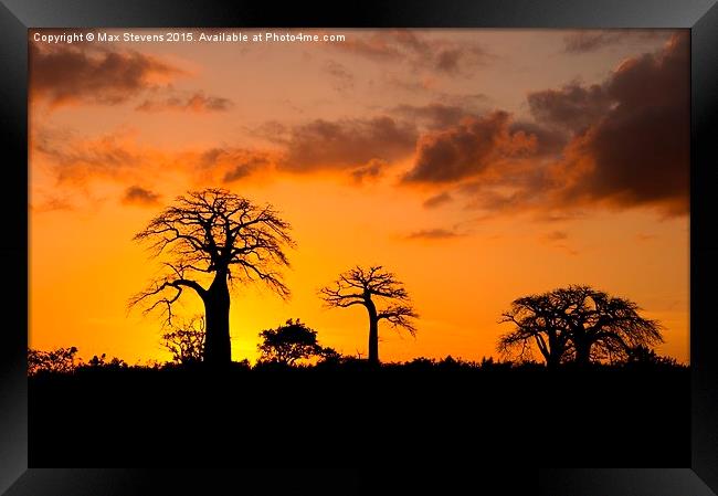  Baobab Sunset Framed Print by Max Stevens