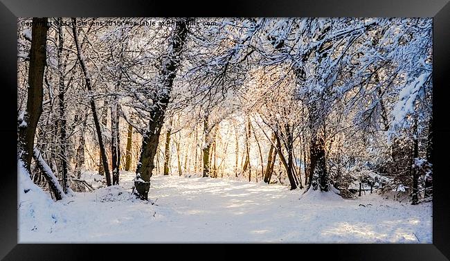  Sunlit forest of snow Framed Print by Max Stevens