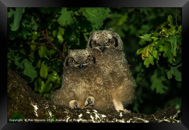 Spotted Eagle Owl chicks (Bubo Africanus) Framed Print by Max Stevens