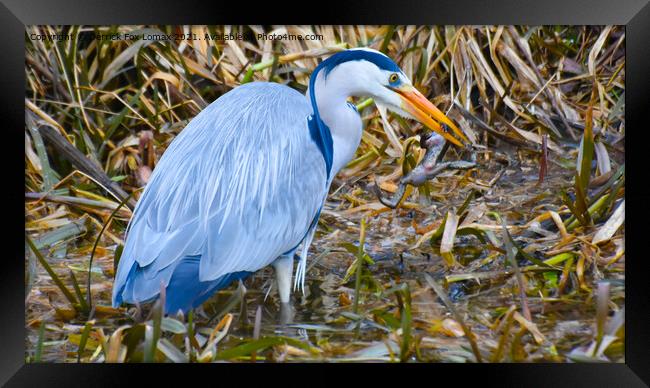 Grey Heron Hunting Framed Print by Derrick Fox Lomax