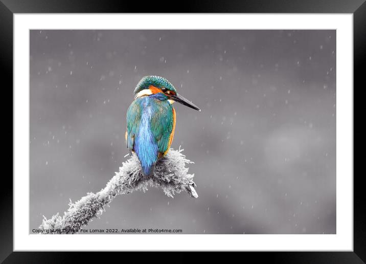 Kingfisher Framed Mounted Print by Derrick Fox Lomax