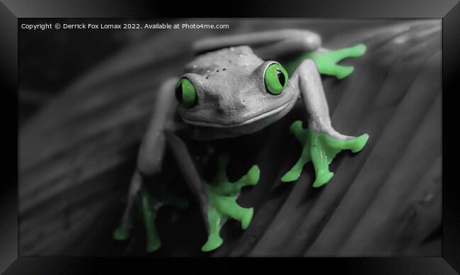  The Tree frog Framed Print by Derrick Fox Lomax