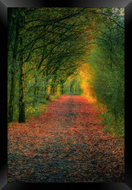 An autumn walk  Framed Print by Derrick Fox Lomax