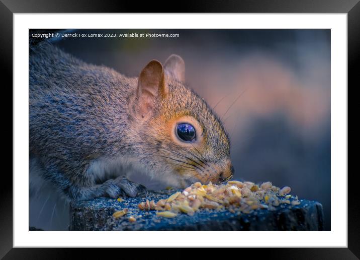 Cheeky Grey Squirrel's Birdseed Feast Framed Mounted Print by Derrick Fox Lomax