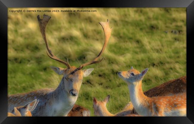 Fallow Deer Stag And Fawn Framed Print by Derrick Fox Lomax