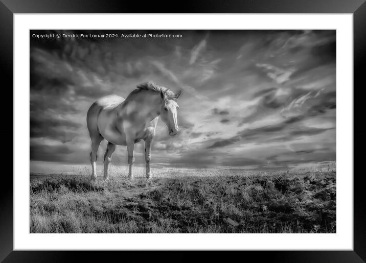 White horse in the fields Framed Mounted Print by Derrick Fox Lomax