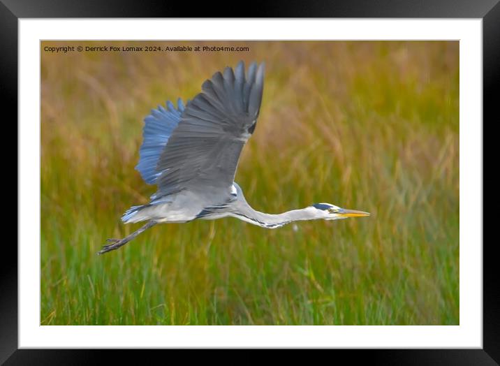 Grey Heron  Framed Mounted Print by Derrick Fox Lomax
