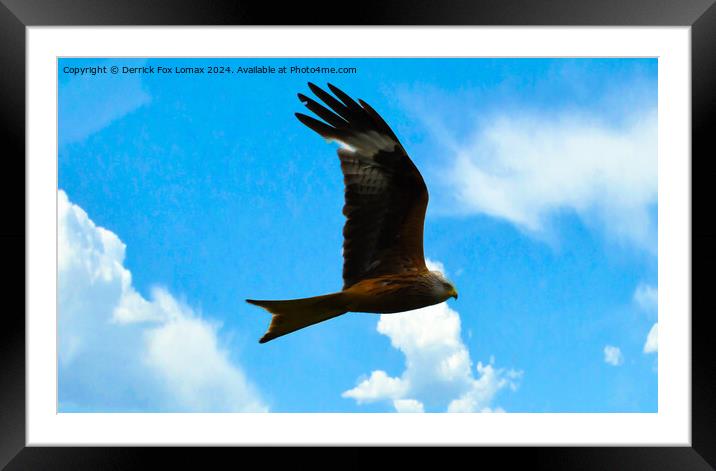 Red Kite Framed Mounted Print by Derrick Fox Lomax