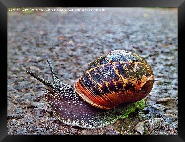  Battered snail shell Framed Print by Derrick Fox Lomax