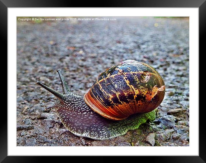  Battered snail shell Framed Mounted Print by Derrick Fox Lomax